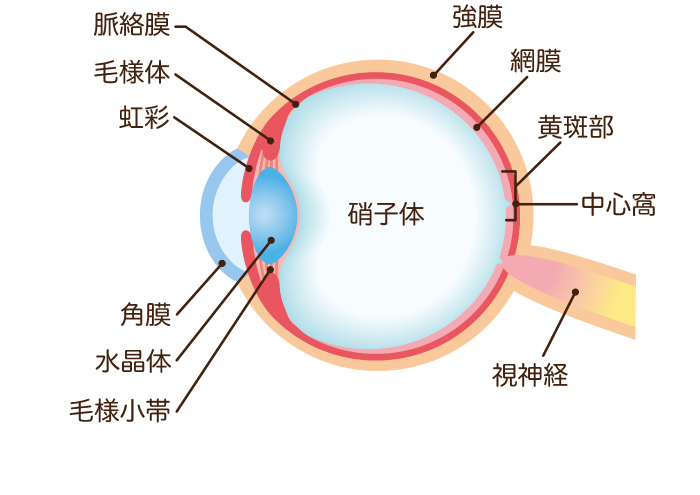 硝子体手術